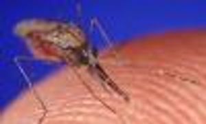Can I get AIDS from a mosquito bite?