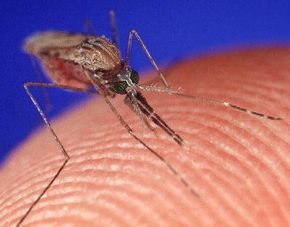 A female mosquito (Anopheles gambiae) feeding