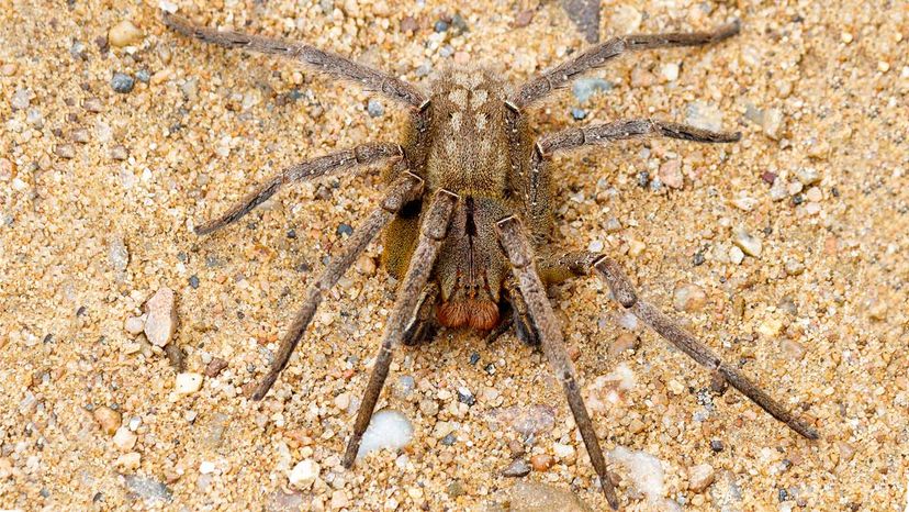 Brazilian wandering spider