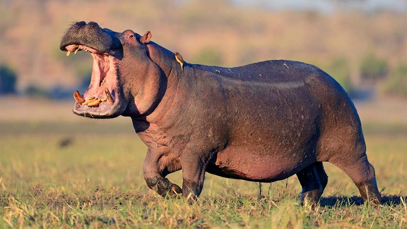 hippopotamus