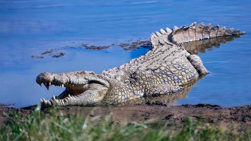 Nile crocodile