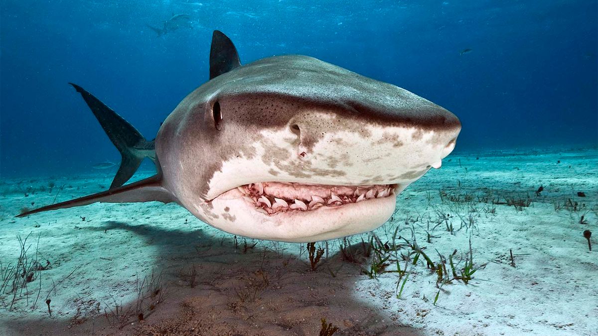 International Fishing News: AUSTRALIA: monster giant tiger sharks caught  from the shore