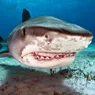 The 12 Most Aggressive Sharks