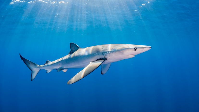 Blue shark