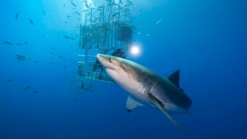 Diving into the mystery of Nova Scotia's great white sharks - The Globe and  Mail