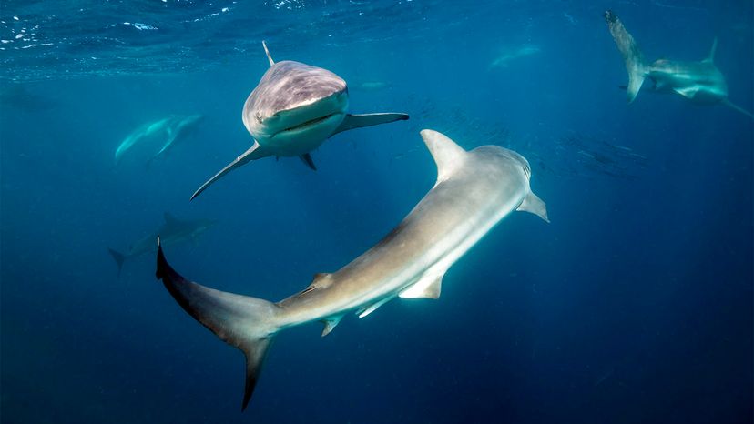 hammerhead sharks dangerous