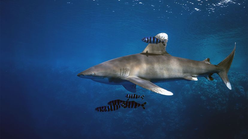 whitetip shark