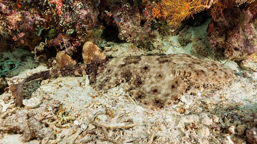 Wobbegong”border=