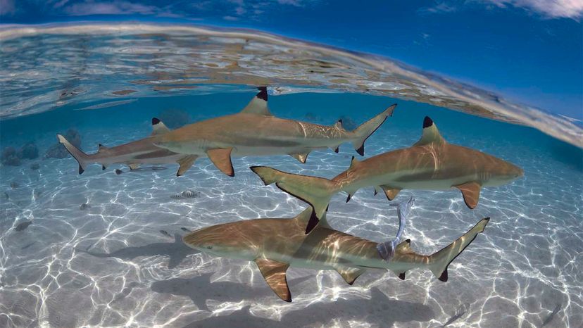 blacktip shark