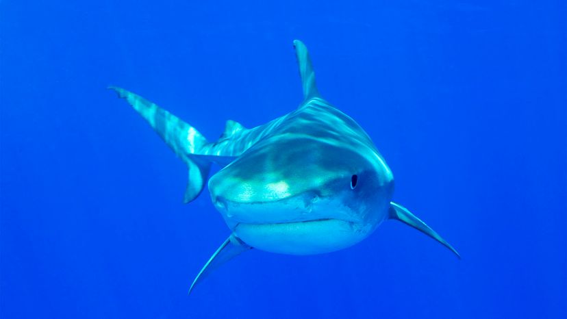 10 Most Dangerous Sharks