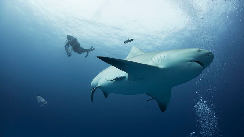 Bull shark