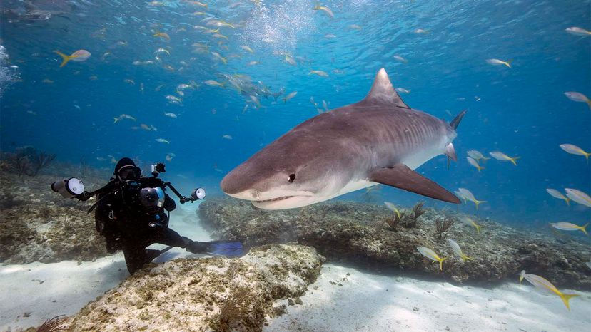 Is it Safe to Dive with Tiger Sharks?