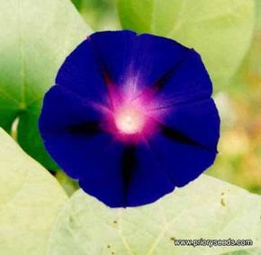 Morning glory vine is an annual flower available in many colors,includingSee more pictures of annual flowers.