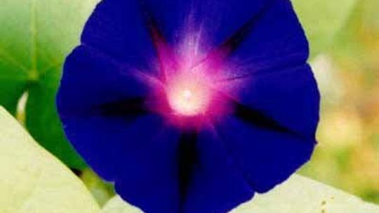 Morning Glory Vine