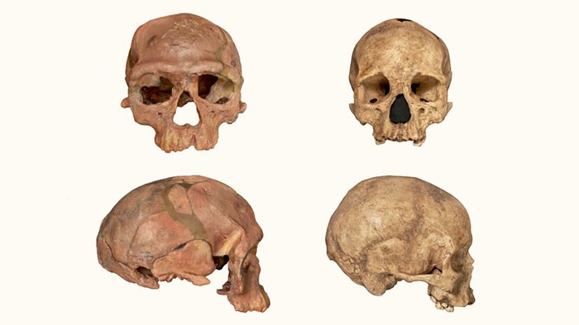 在摩洛哥的Jebel Irhoud发现的大约35万到28万年前的化石(左)可能代表了智人进化的早期阶段。右边的头骨来自于在法国Abri Pataud发现的大约2万年前的智人化石。NHM伦敦＂width=