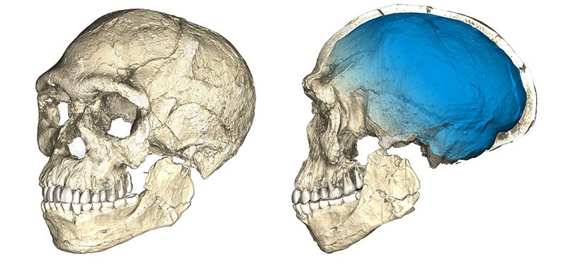 scans of skulls