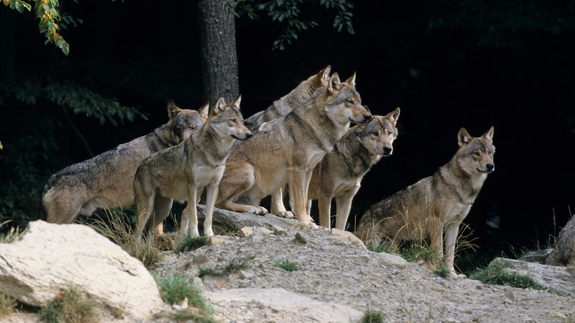 Pack of gray wolves