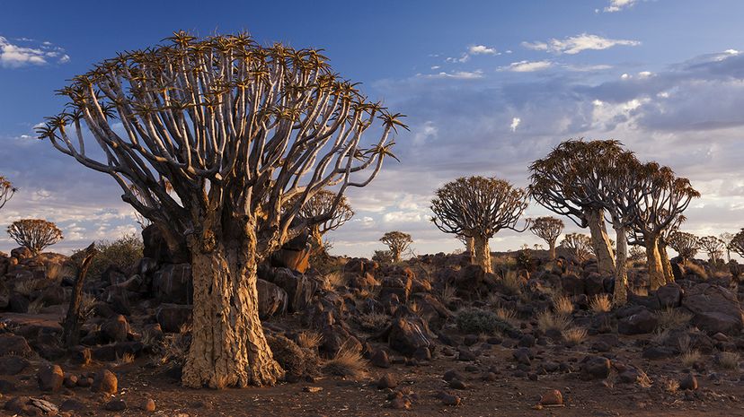 A group of quiver trees grow in a dryland forest in Namibia, Africa. JTB/UIG via Getty Images