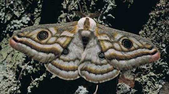 Why are moths attracted to light?