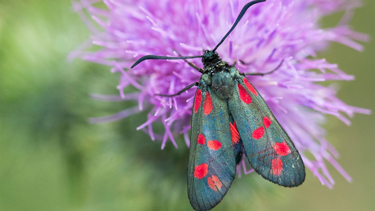 Moths Are Mother Nature’s Secret Pollinators