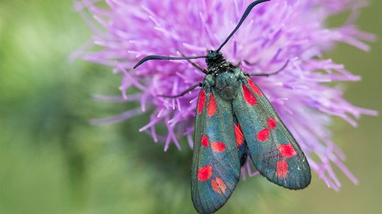 Moths Are Mother Nature's Secret Pollinators