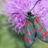 Moths Are Mother Nature's Secret Pollinators