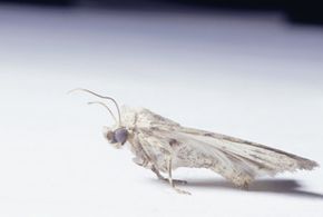 Close-up of a white moth.