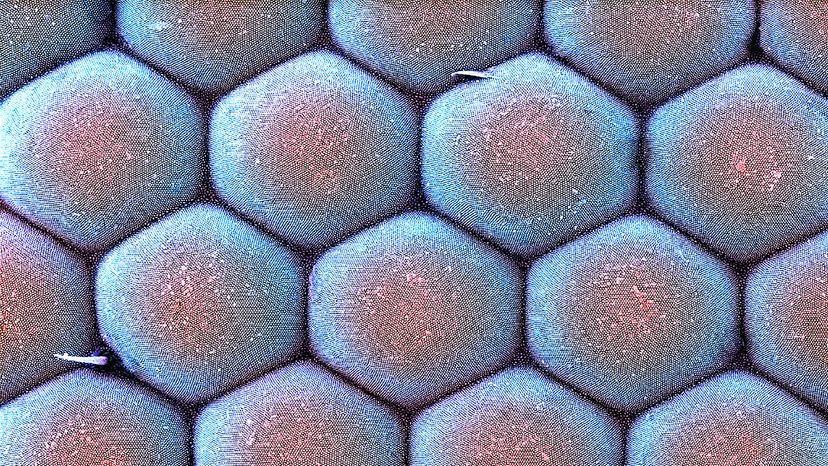A colored scanning electron micrograph image shows the numerous ommatidia lenses that making up the surface of a moth's compound eye. Dr. David Furness, Keele University/Science Photo Library/Getty Images
