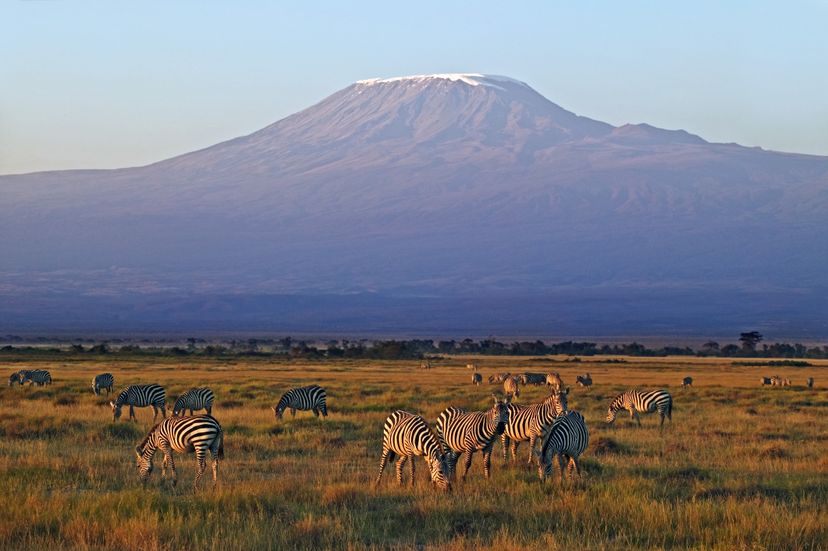 Herd of Burchell's zebras, Equus burchelli, with Mount Kilimanjaro in background, Amboseli National Park, Kenya. Dist. Southern Central &amp; Eastern Africa