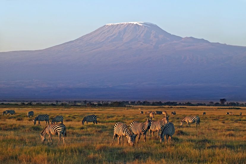 Herd of BurchellÃƒÂ­s zebras, Equus burchelli, with Mount Kilimanjaro in background, Amboseli National Park, Kenya. Dist. Southern Central &amp; Eastern Africa