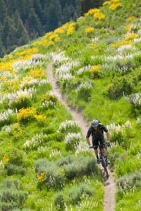 bike trail through flowered meadow