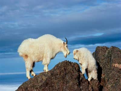 mountain goats on cliff