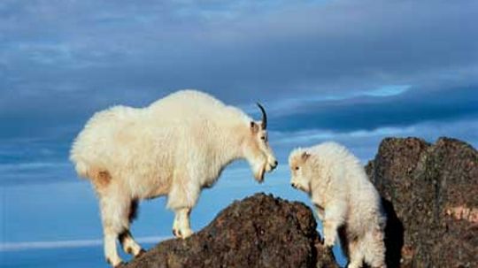 Why aren't mountain goats really goats?