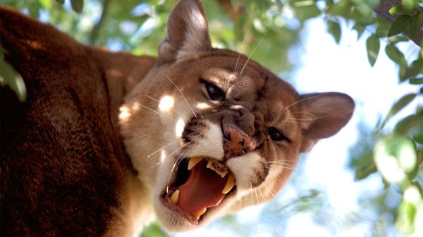 6 Wild Cats Still Found Roaming the U.S.