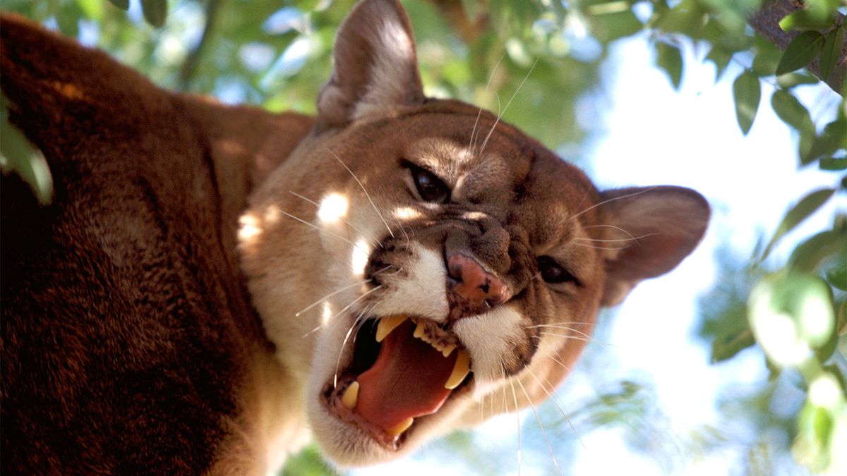 6 Wild Cats Still Found Roaming The U S HowStuffWorks