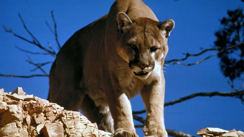 mountain lion