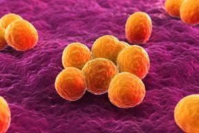The powerful MRSA bacterium can cause a number of illnesses and symptoms in humans.