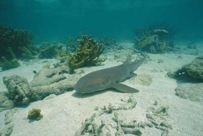 nurse shark