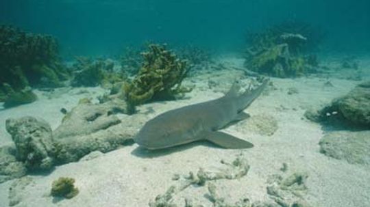 How Nurse Sharks Work