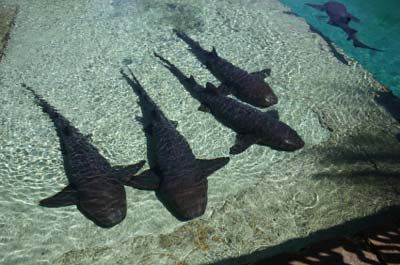 nurse sharks in aquarium