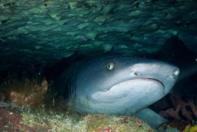nurse shark under reef