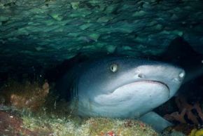 Nurse Shark Prey and Predators