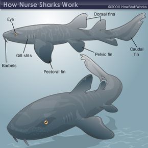 Anatomy of a nurse shark