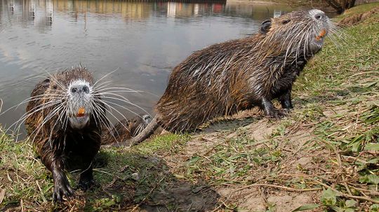 Nutria: River Rats Only a Mother Could Love