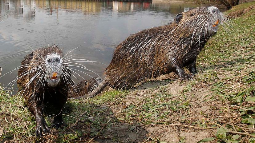 nutria, river rats