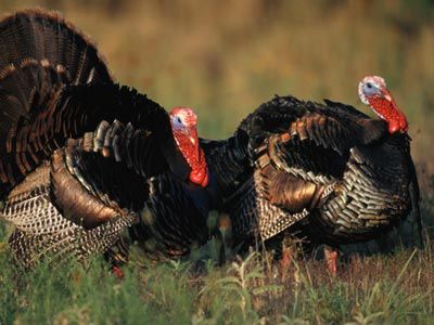 Wild turkey.