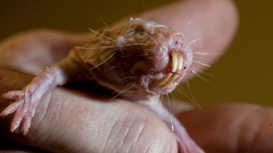 For Naked Mole Rats, Age Doesn't Increase the Risk of Death