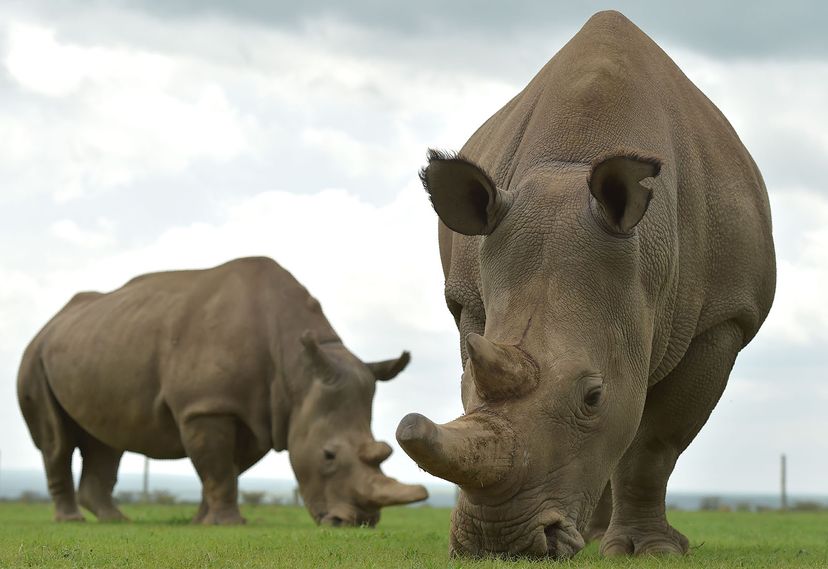 Najin and Fatu, the two remaining female northern white rhinos