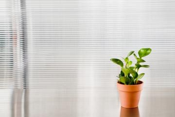 Plant on office desk