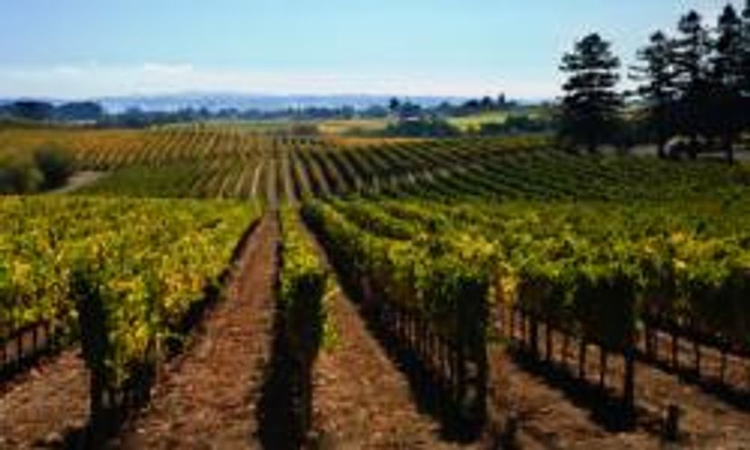 Napa Valley Wine Region Quiz